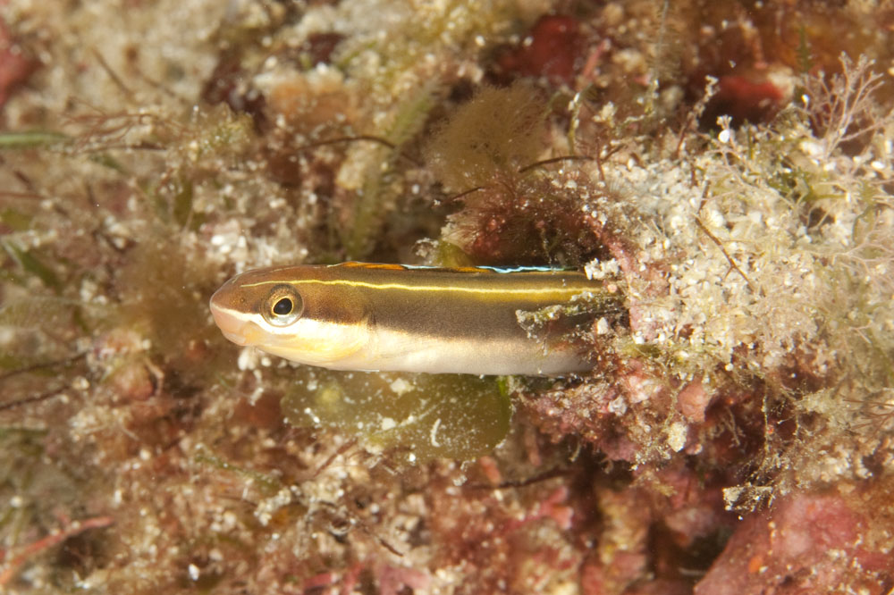 Plagiotremus azaleus